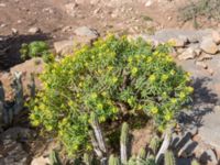 Euphorbia regis-jubae Cap Rihr, Morocco 20180225_0485