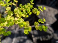 Euphorbia stricta Ryavägen, Rydebäck, Helsingborg, Skåne, Sweden 20170727_0030