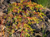 Euphorbia stricta Ryavägen, Rydebäck, Helsingborg, Skåne, Sweden 20180826_0205