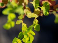 Euphorbia stricta Ryavägen, Rydebäck, Helsingborg, Skåne, Sweden 20180826_0206