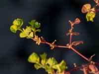 Euphorbia stricta Ryavägen, Rydebäck, Helsingborg, Skåne, Sweden 20180826_0208