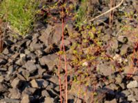 Euphorbia stricta Ryavägen, Rydebäck, Helsingborg, Skåne, Sweden 20180826_0209