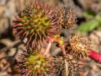 Ricinus communis Tirups Örtagård, Staffanstorp, Skåne, Sweden 20220917_0051