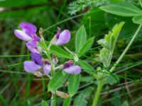 Lupinus nootkatensis Holmastigen Ärtholmsvägen, Malmö, Skåne, Sweden 20191010_0038