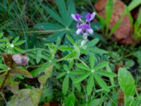 Lupinus nootkatensis Holmastigen Ärtholmsvägen, Malmö, Skåne, Sweden 20191010_0040