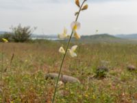 Onobrychis bobrovii Valley 4.4 km NW Dalis Reservoir Tower, Chachuna, Kakheti, Georgia 20180427_3200