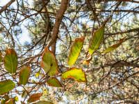 Castanea sativa Biokovo Nature Park, Tucepi, Croatia 20170802_1406