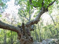 Fagus orientalis Ai Petri, Crimea, Russia 20150917_0149