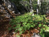 Fagus orientalis Ai Petri, Crimea, Russia 20150917_0153