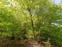 Fagus orientalis Ananuri, Mtskheta-Mtianeti, Georgia 20180426_3276