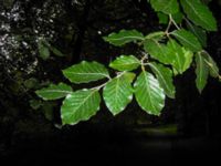 Fagus sylvatica Hammars park, Malmö, Skåne, Sweden 20060903B 023