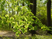 Fagus sylvatica Hammars park, Malmö, Skåne, Sweden 20140425_0161