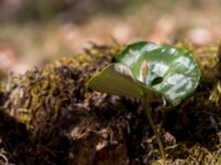 Fagus sylvatica Holmeja, Svedala, Skåne, Sweden 20150502_0087