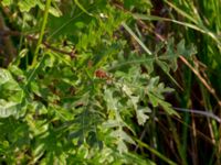 Quercus cerris Valenciagatan, Malmö, Skåne, Sweden 20190907_0023