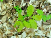 Quercus hartwissiana Ananuri, Mtskheta-Mtianeti, Georgia 20180426_3286