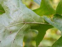 Quercus palustris Kurremölla, 560 m SV Ängeldal, Sjöbo, Skåne, Sweden 20191006_0175