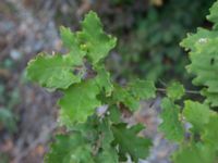 Quercus petraea Sevastopol-Yalta, Crimea, Russia 20150915_0317