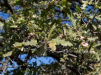 Quercus pubescens ssp. crispata Demergy, Crimea, Russia 20150918_0035-1