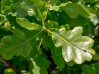 Quercus robur Ödetomterna, Bunkeflo strandängar, Malmö, Skåne, Sweden 20190528_0034