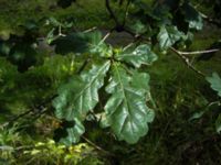 Quercus robur Almåsa, Malmö, Skåne, Sweden 20060903B 006