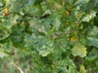 Quercus robur Husie mosse, Malmö, Skåne, Sweden 20140920_0018