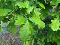 Quercus robur Lokstallarna, Malmö, Skåne, Sweden 20160523_IMG_4332