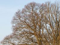 Quercus robur Sandasjön, Mörkö, Södertälje, Södermanland 20140329_0189