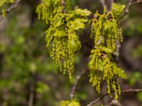 Quercus robur Terekudden, Bunkeflo strandängar, Malmö, Skåne, Sweden 20140429_0046