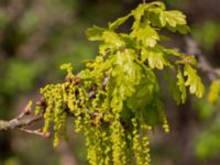 Quercus robur Terekudden, Bunkeflo strandängar, Malmö, Skåne, Sweden 20140429_0047