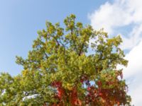 Quercus robur et Parthenocissus quinquefolia Vombs by, Lund, Skåne, Sweden 20141004_0013 (1)