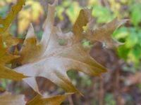 Quercus rubra Eket, Toarp, Malmö, Skåne, Sweden 20231113_0117