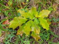 Quercus rubra Lönnbergagatan, Malmö, Skåne, Sweden 20200523_0042