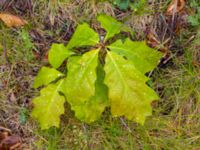 Quercus rubra Lönnbergagatan, Malmö, Skåne, Sweden 20200523_0043