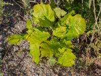 Quercus rubra Vanningen, Vellinge, Skåne, Sweden 20240613_0079