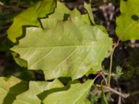 Quercus rubra Vanningen, Vellinge, Skåne, Sweden 20240613_0080