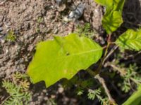 Quercus rubra Vanningen, Vellinge, Skåne, Sweden 20240613_0081