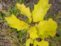 Quercus velutina Agneshill, Vellinge, Skåne, Sweden 20240624_0034