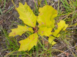 Quercus velutina - Black Oak
