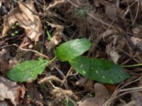 Aucuba japonica Fredentorp, Lund, Skåne, Sweden 20180410_0040