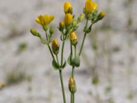 Blackstonia perfoliata Limhamns kalkbrott, Malmö, Skåne, Sweden 20170903_0099