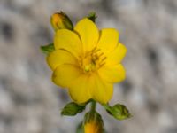 Blackstonia perfoliata Limhamns kalkbrott, Malmö, Skåne, Sweden 20170903_0100