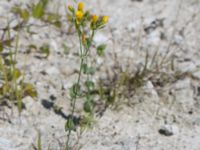 Blackstonia perfoliata Limhamns kalkbrott, Malmö, Skåne, Sweden 20170903_0105