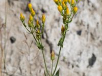 Blackstonia perfoliata Limhamns kalkbrott, Malmö, Skåne, Sweden 20170903_0107