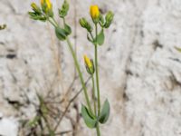 Blackstonia perfoliata Limhamns kalkbrott, Malmö, Skåne, Sweden 20170903_0110