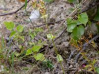 Blackstonia perfoliata Limhamns kalkbrott, Malmö, Skåne, Sweden 20180901_0122