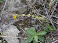 Blackstonia perfoliata Limhamns kalkbrott, Malmö, Skåne, Sweden 20180901_0124