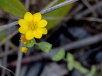 Blackstonia perfoliata Limhamns kalkbrott, Malmö, Skåne, Sweden 20180901_0141