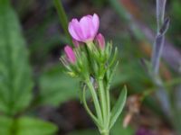 Centaurium erythraea Ljungskogen, Falsterbohalvön, Vellinge, Skåne, Sweden 20160617_0165