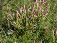 Centaurium erythraea Tygelsjö ängar, Malmö, Skåne, Sweden 20150730_0002