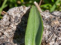 Centaurium erythraea Tygelsjö ängar, Malmö, Skåne, Sweden 20150730_0003